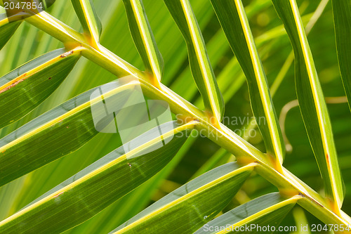 Image of Palm Leave green line composition 