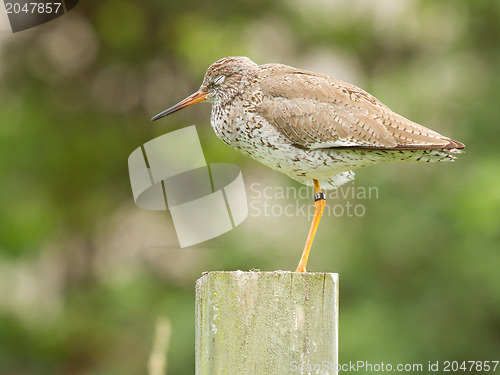 Image of Redshank on a pole 