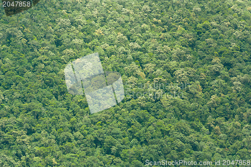 Image of View of Vietnamese rainforrest (green jungle)