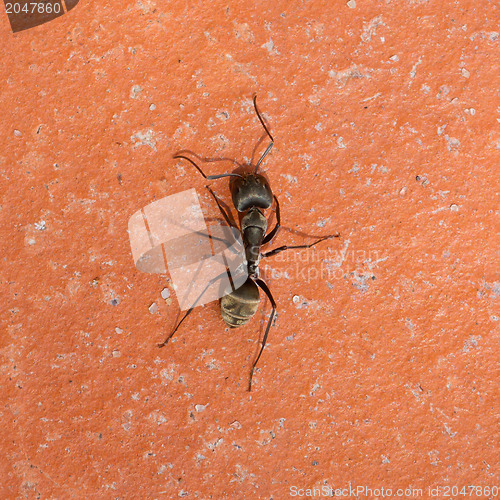 Image of Large black ant walking