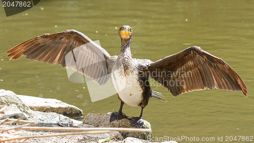 Image of Cormorant drying it's wings