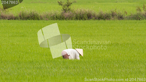 Image of Farmer working on a ricefield in Vietnam, Nha Trang