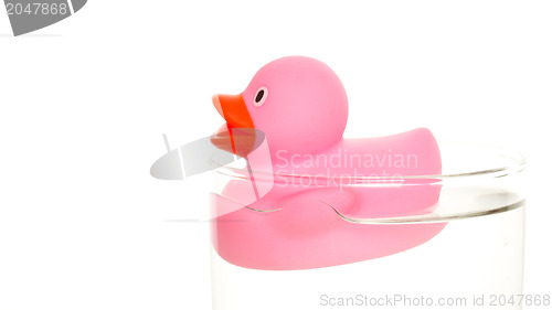 Image of Pink duck