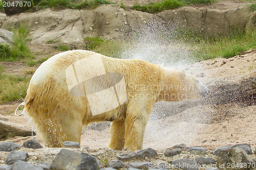 Image of Close-up of a polarbear in capticity 