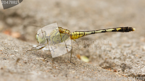 Image of Dragonfly on sand