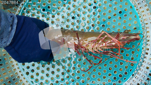 Image of Large living prawn on a Vietnamese market