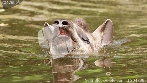 Image of Profile portrait of south American tapir in the water
