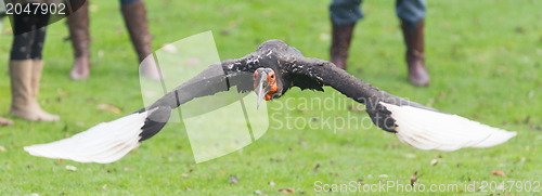 Image of Southern Ground hornbill (Bucorvus leadbeateri)