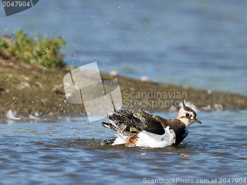 Image of Lapwing taking a bath in a lake