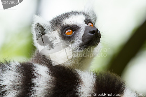 Image of Ring-tailed lemur  in a dutch zoo 