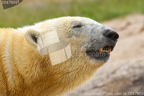 Image of Close-up of a polarbear in capticity 