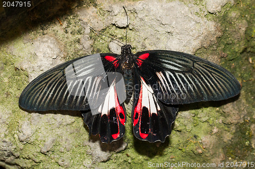 Image of Butterfly insects pachliopta aristolochiae