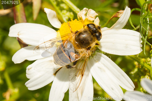 Image of Fly drinking nectar on a wild white flower 