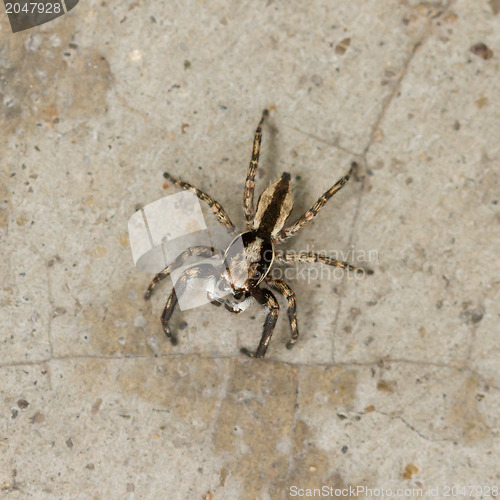 Image of Small spider hunting