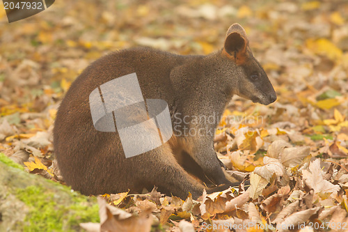 Image of Close-up swamp wallaby