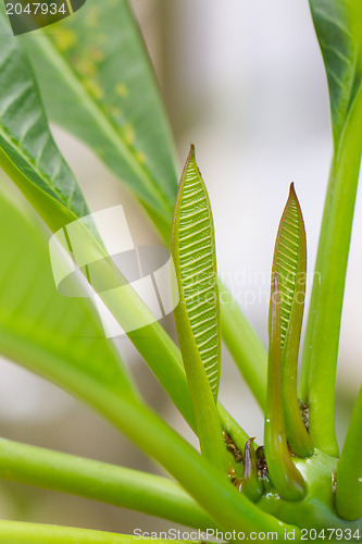 Image of Young leaf growing, banana tree