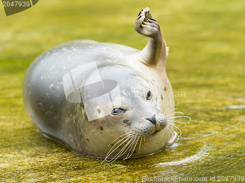 Image of Common seal resting in the water