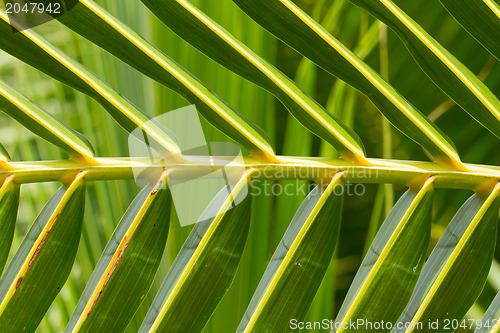 Image of Palm Leave green line composition 