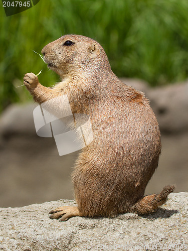 Image of Cute prairie dog eating