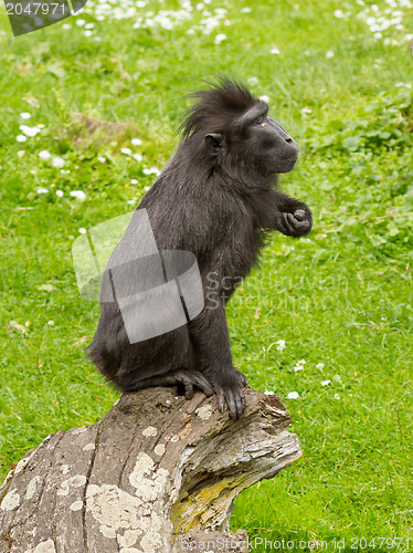 Image of Crested Black Macaque (Macaca nigra)