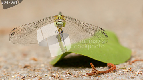 Image of Dragonfly on a leaf