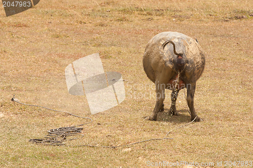 Image of Large water buffalo peeing