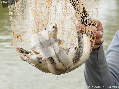 Image of Fisherman hold a net with several small fish in it
