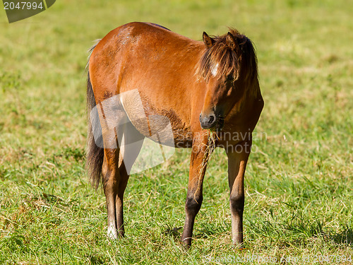 Image of Grazing horse