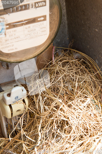 Image of Nest of a sparrow in a cabinet with electrical meter 