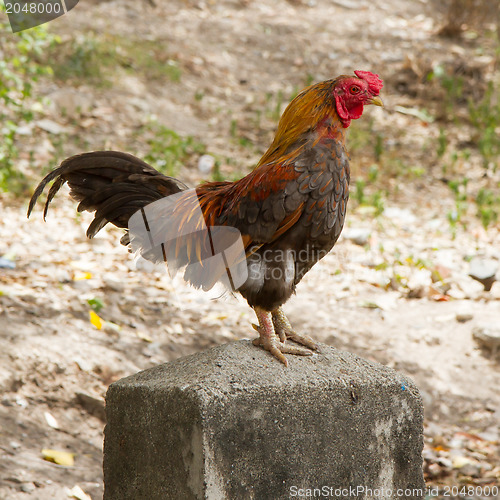 Image of Rooster standing on a concrete pole