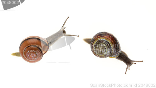 Image of Two garden snails (Helix aspersa)