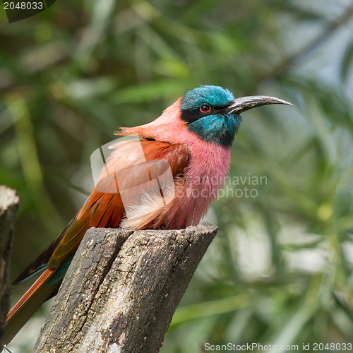 Image of Northern Carmine Bee-Eater