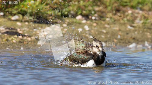 Image of Lapwing taking a bath in a lake