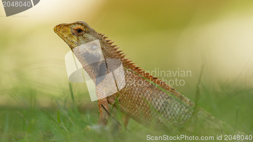 Image of Close up of a lizard