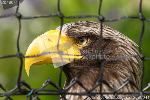 Image of Steller's sea eagle in captivity