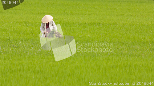 Image of Farmer working on a ricefield in Vietnam, Nha Trang