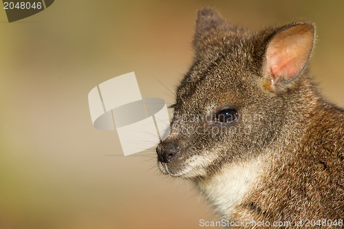 Image of Close-up of a parma wallaby