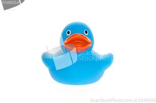 Image of Blue duck isolated