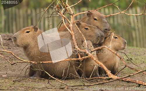 Image of Capybara (Hydrochoerus hydrochaeris) covering