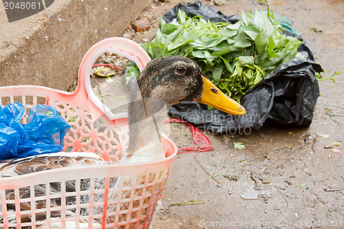 Image of Duck bought for consumption on a Vietnamese market