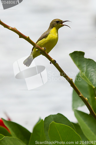 Image of Olive Backed Sunbird - Female