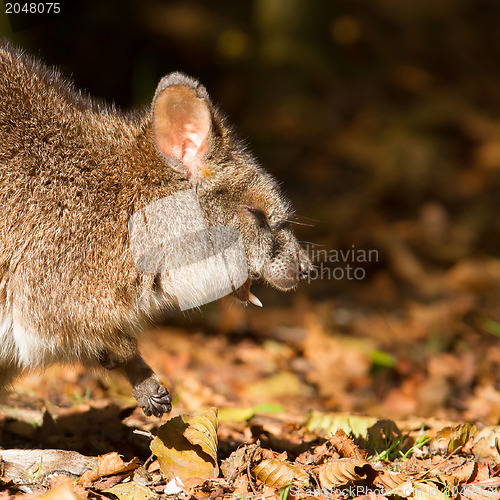 Image of Close-up of a yawning parma wallaby