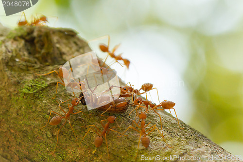 Image of Ants in a tree carrying a death bug