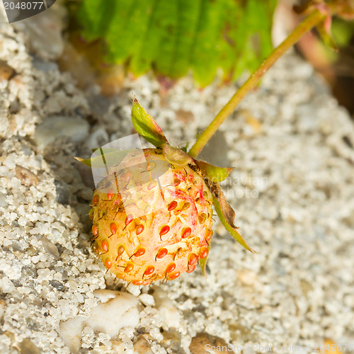 Image of Unripe strawberry in a farm