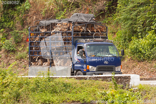 Image of HUÉ, VIETNAM - AUG 4: Trailer filled with live dogs destined fo