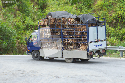 Image of HUÉ, VIETNAM - AUG 4: Trailer filled with live dogs destined fo