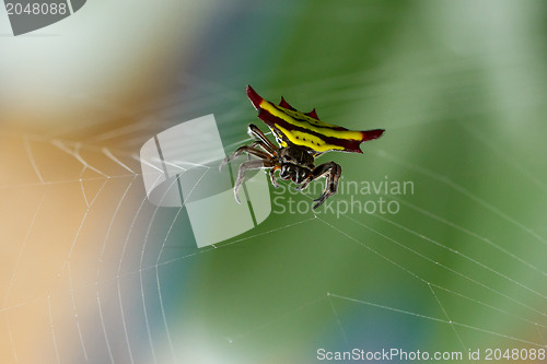 Image of Horned spider (Gasteracantha doriae) in it's web