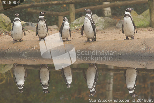 Image of Row of Humpolt penguins