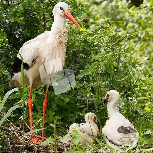 Image of Stork with two chicks