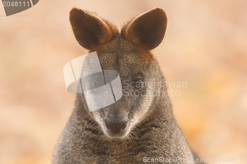 Image of Close-up swamp wallaby